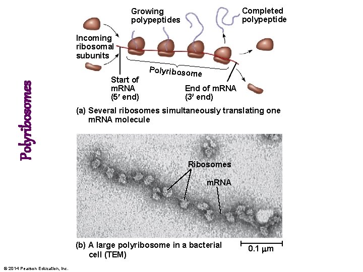 Completed polypeptide Growing polypeptides Polyribosomes Incoming ribosomal subunits Start of m. RNA (5 end)