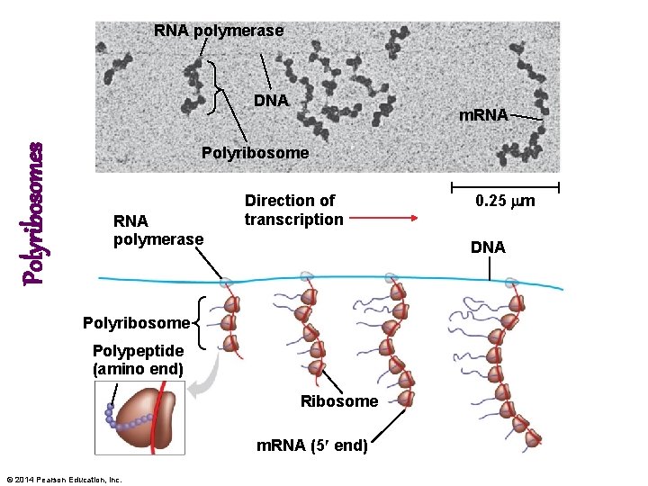 RNA polymerase Polyribosomes DNA m. RNA Polyribosome RNA polymerase Direction of transcription DNA Polyribosome