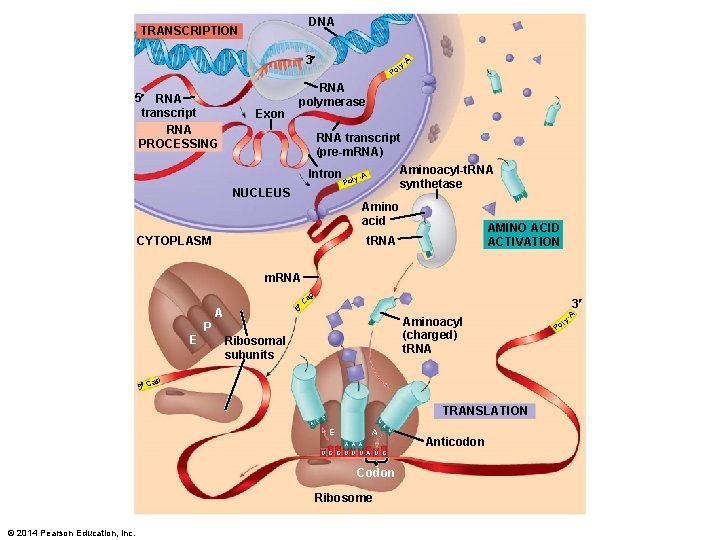 DNA TRANSCRIPTION 3 5 RNA transcript RNA PROCESSING Exon A ly Po RNA polymerase