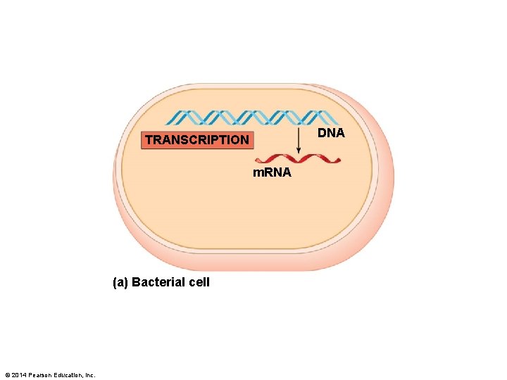 DNA TRANSCRIPTION m. RNA (a) Bacterial cell © 2014 Pearson Education, Inc. 