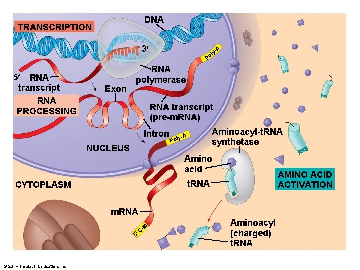 DNA TRANSCRIPTION 3 5 RNA transcript RNA PROCESSING Exon A y- l Po RNA