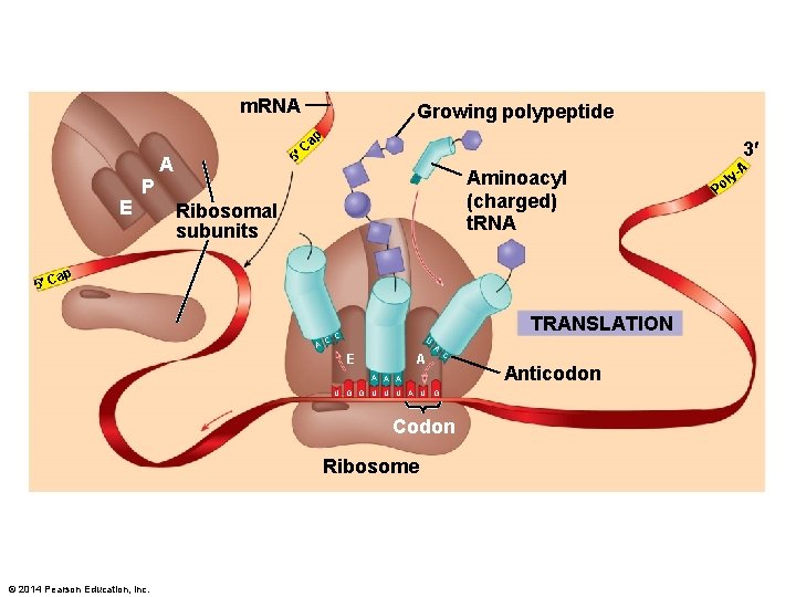 m. RNA Growing polypeptide ap A E 3 C 5 Aminoacyl (charged) t. RNA