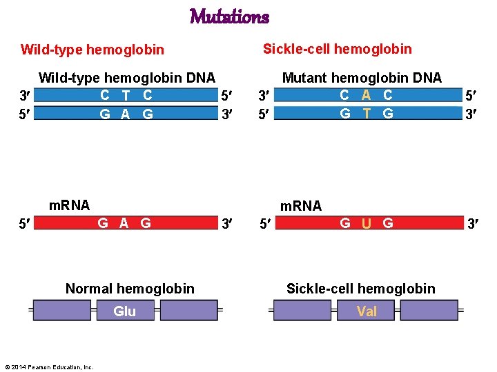 Mutations Sickle-cell hemoglobin Wild-type hemoglobin DNA C T C 5 3 G A G