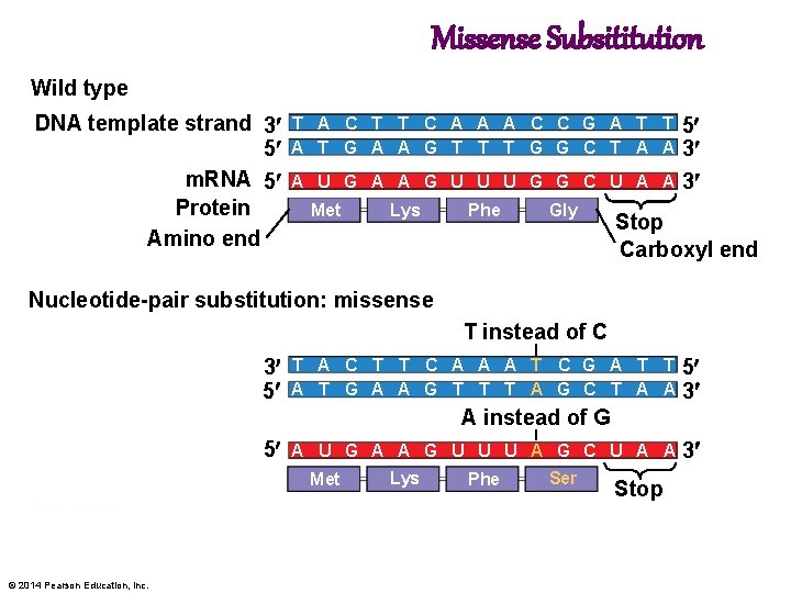 Missense Subsititution Wild type DNA template strand 3 5 m. RNA 5 Protein Amino