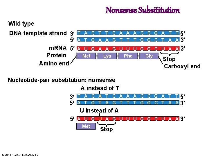 Nonsense Subsititution Wild type DNA template strand 3 5 m. RNA 5 Protein Amino