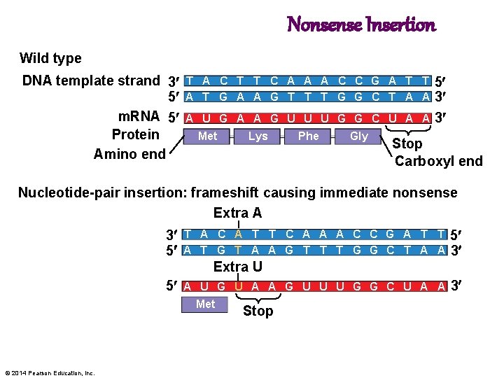 Nonsense Insertion Wild type DNA template strand 3 5 m. RNA 5 Protein Amino