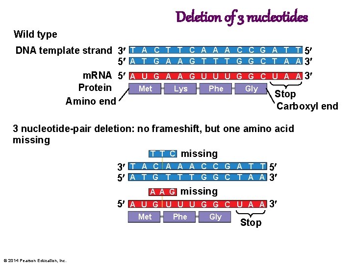 Deletion of 3 nucleotides Wild type DNA template strand 3 5 m. RNA 5