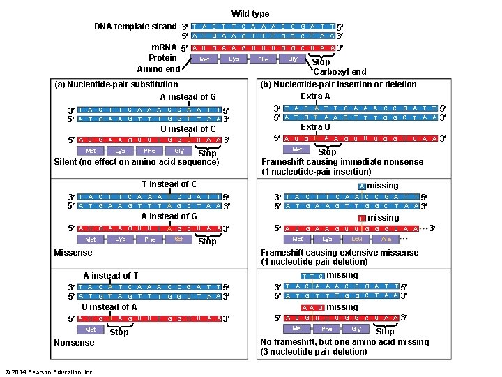 Wild type DNA template strand 3 5 m. RNA 5 Protein Amino end T