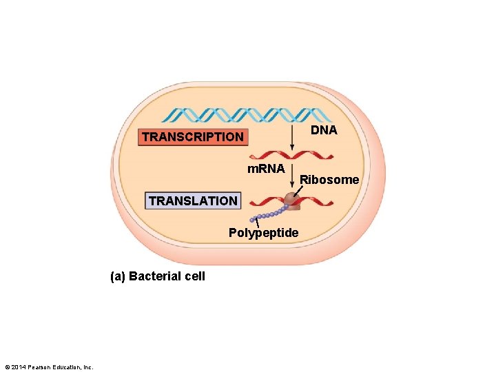 DNA TRANSCRIPTION m. RNA TRANSLATION Polypeptide (a) Bacterial cell © 2014 Pearson Education, Inc.