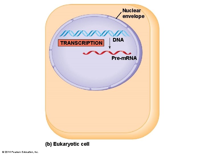 Nuclear envelope TRANSCRIPTION DNA Pre-m. RNA (b) Eukaryotic cell © 2014 Pearson Education, Inc.