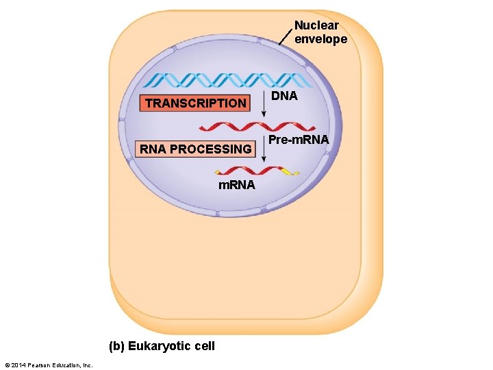 Nuclear envelope TRANSCRIPTION RNA PROCESSING m. RNA (b) Eukaryotic cell © 2014 Pearson Education,