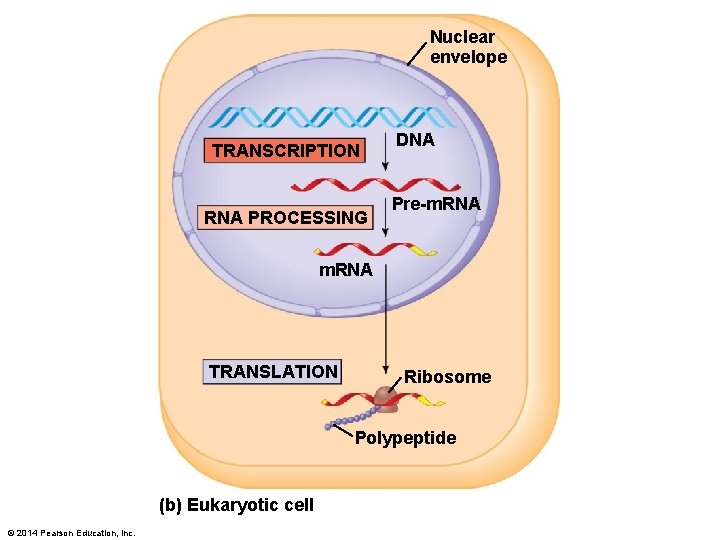 Nuclear envelope TRANSCRIPTION RNA PROCESSING DNA Pre-m. RNA TRANSLATION Ribosome Polypeptide (b) Eukaryotic cell