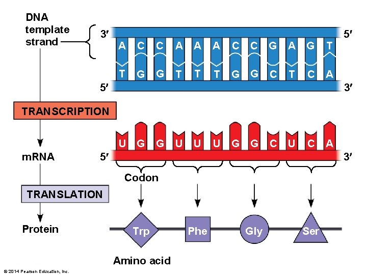 DNA template strand 3 A C C A A A C C G A