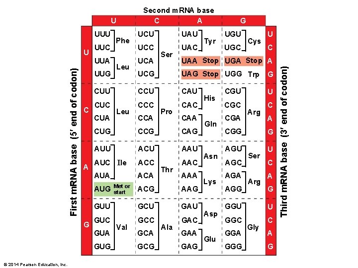 Second m. RNA base A C UUU U UUC First m. RNA base (5