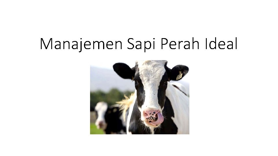 Manajemen Sapi Perah Ideal 