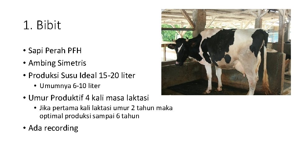 1. Bibit • Sapi Perah PFH • Ambing Simetris • Produksi Susu Ideal 15
