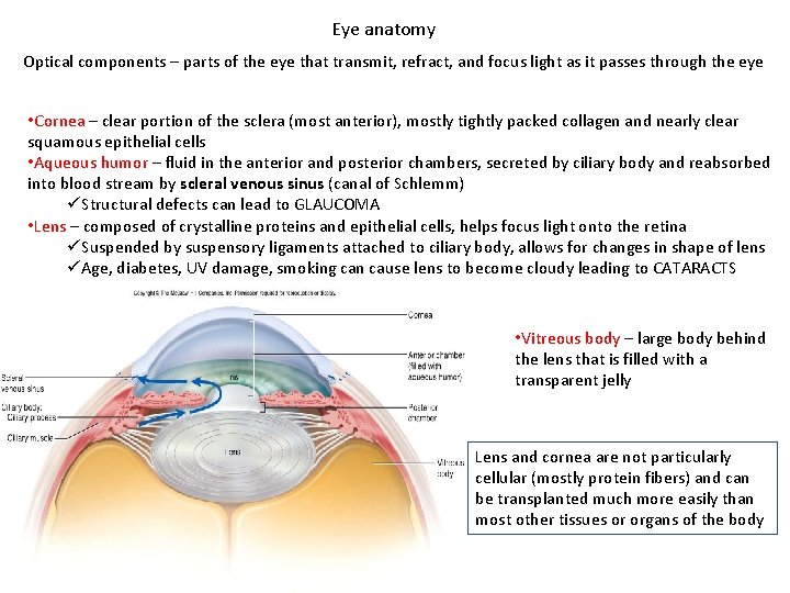 Bio 211 Anatomy and Physiology I Todays topics