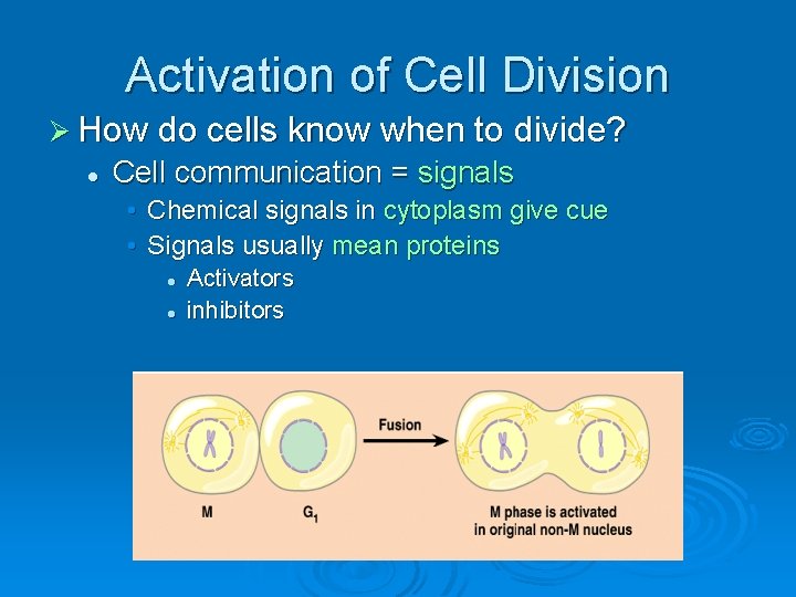 Activation of Cell Division Ø How do cells know when to divide? l Cell