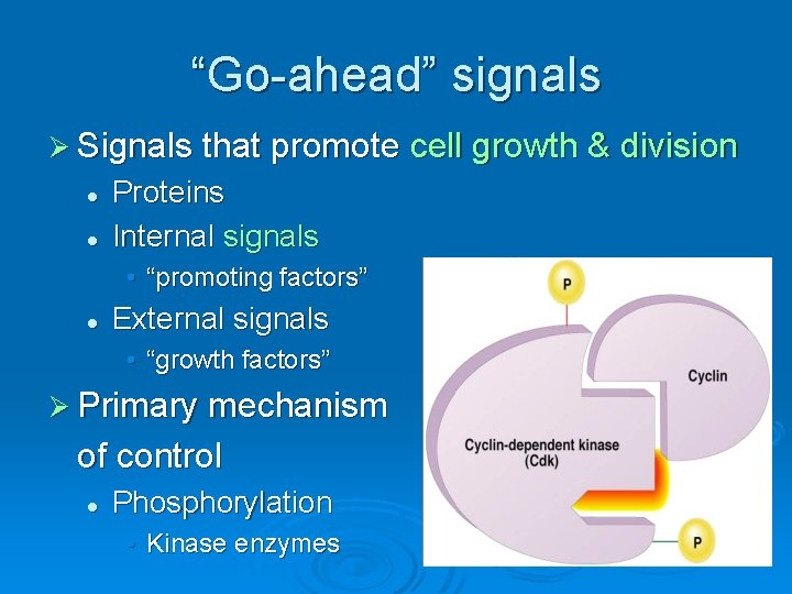 “Go-ahead” signals Ø Signals that promote cell growth & division l l Proteins Internal