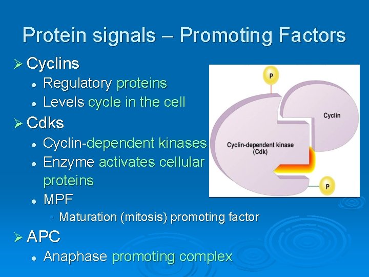 Protein signals – Promoting Factors Ø Cyclins l l Regulatory proteins Levels cycle in