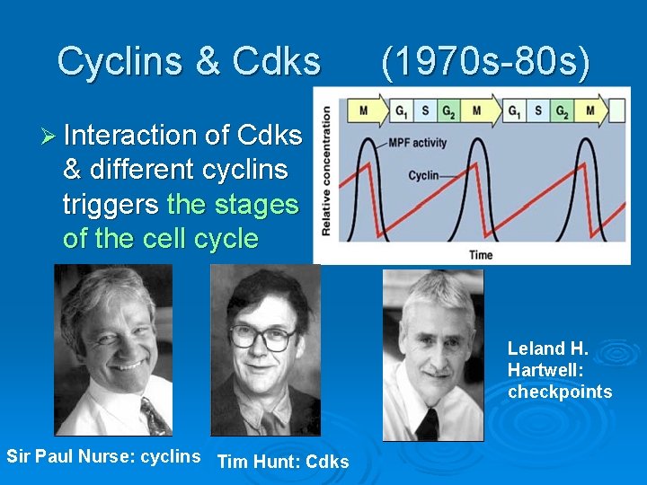 Cyclins & Cdks (1970 s-80 s) Ø Interaction of Cdks & different cyclins triggers