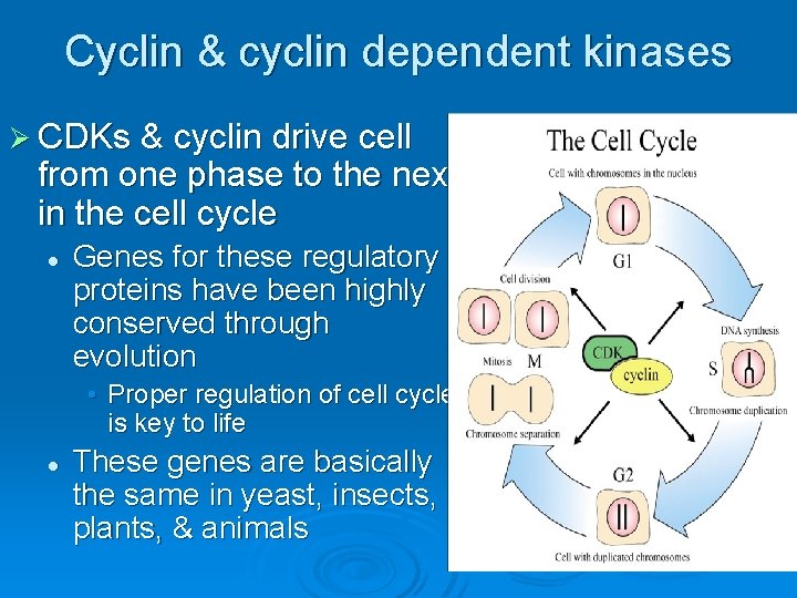 Cyclin & cyclin dependent kinases Ø CDKs & cyclin drive cell from one phase