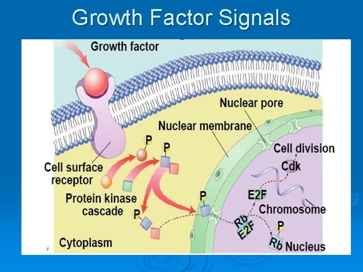 Growth Factor Signals 