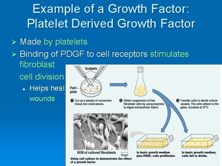 Example of a Growth Factor: Platelet Derived Growth Factor Made by platelets Ø Binding