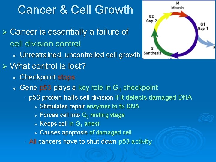 Cancer & Cell Growth Ø Cancer is essentially a failure of cell division control