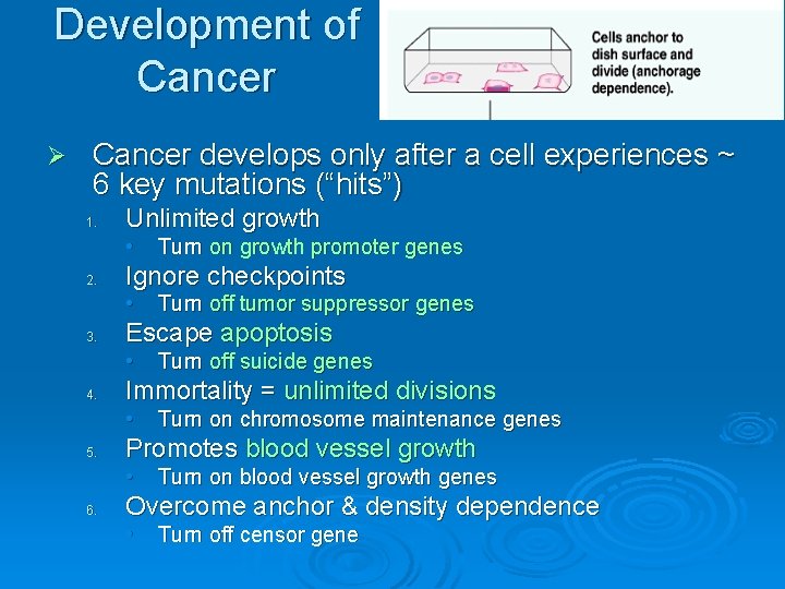 Development of Cancer Ø Cancer develops only after a cell experiences ~ 6 key