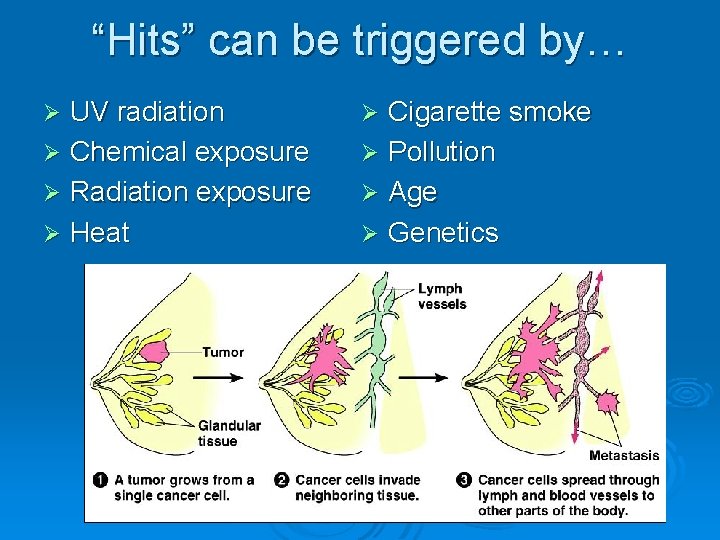 “Hits” can be triggered by… UV radiation Ø Chemical exposure Ø Radiation exposure Ø