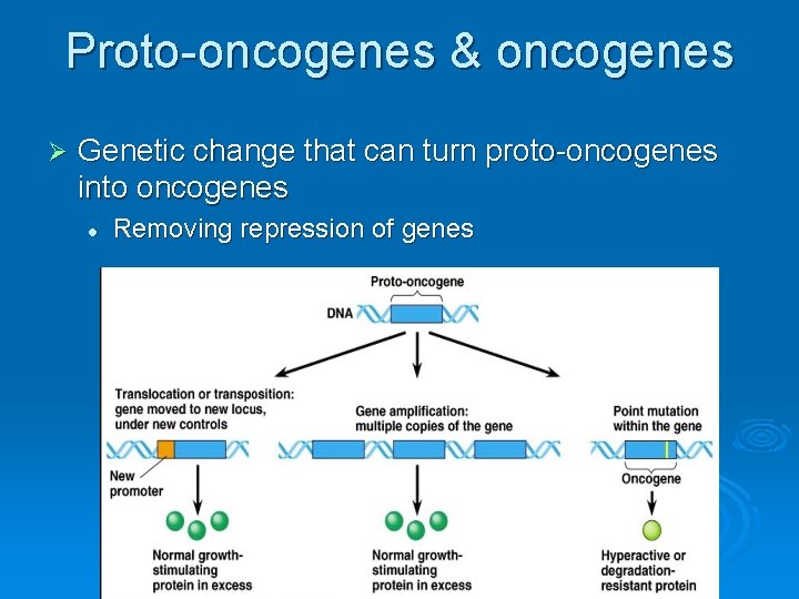 Proto-oncogenes & oncogenes Ø Genetic change that can turn proto-oncogenes into oncogenes l Removing