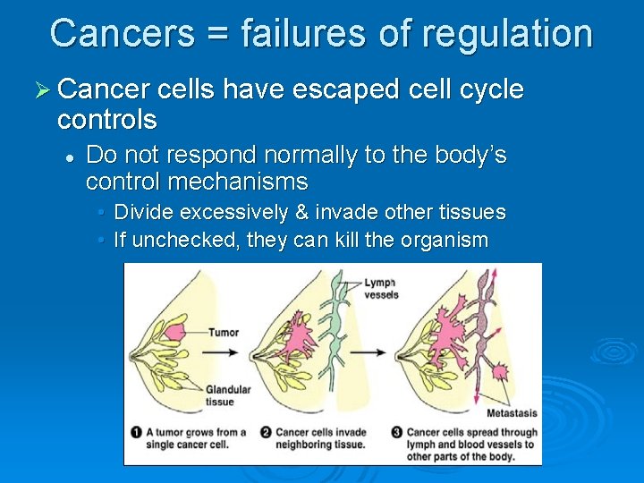Cancers = failures of regulation Ø Cancer cells have escaped cell cycle controls l