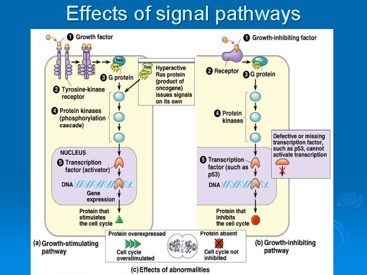 Effects of signal pathways 