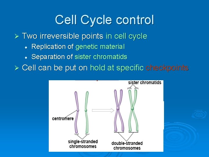 Cell Cycle control Ø Two irreversible points in cell cycle l l Ø Replication