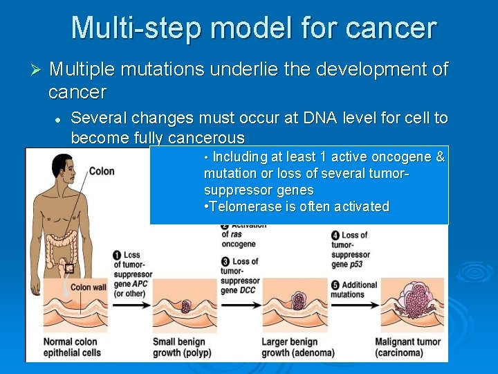Multi-step model for cancer Ø Multiple mutations underlie the development of cancer l Several