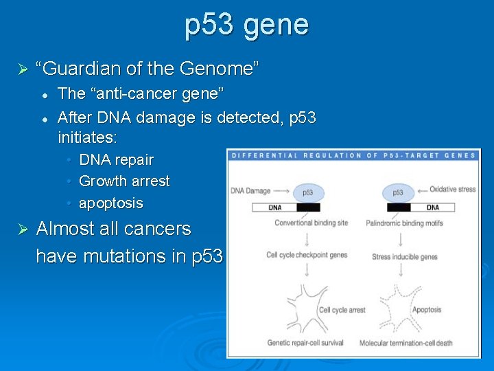 p 53 gene Ø “Guardian of the Genome” l l The “anti-cancer gene” After
