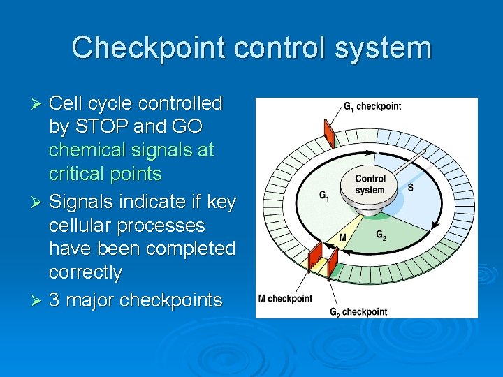 Checkpoint control system Cell cycle controlled by STOP and GO chemical signals at critical
