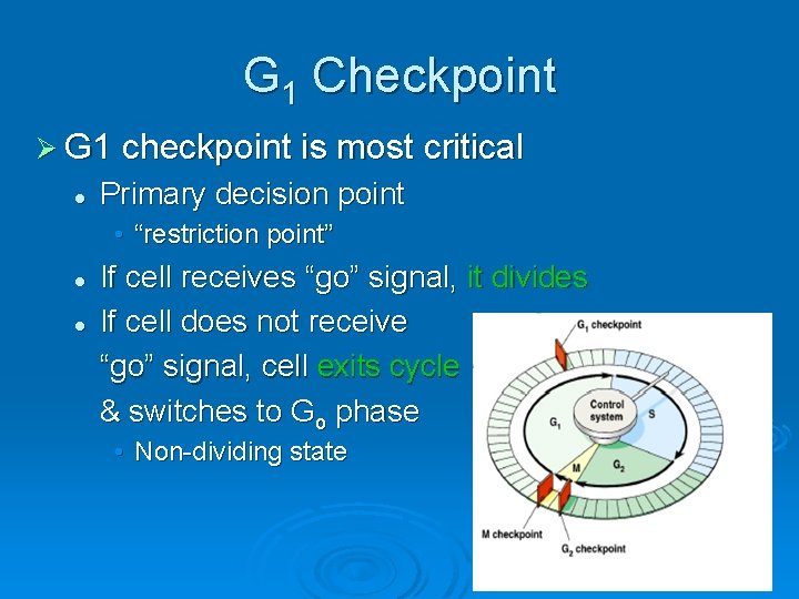 G 1 Checkpoint Ø G 1 checkpoint is most critical l Primary decision point