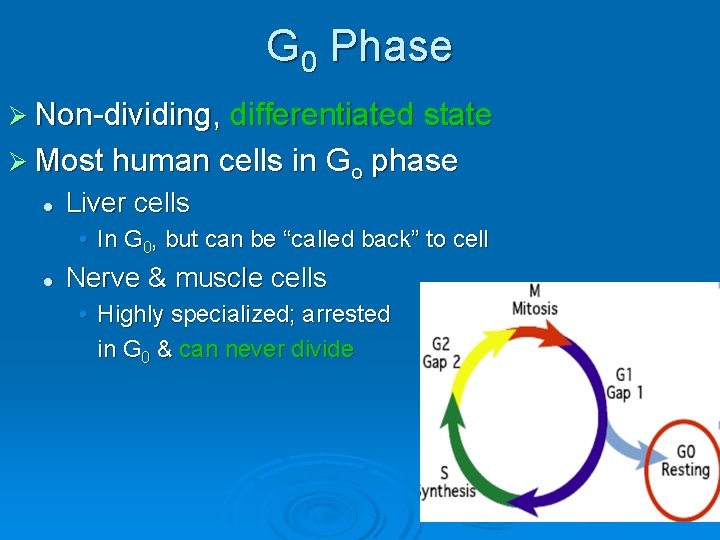G 0 Phase Ø Non-dividing, differentiated state Ø Most human cells in Go l