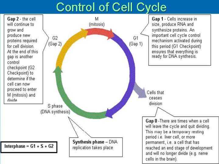Control of Cell Cycle 