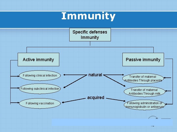 Immunity Specific defenses Immunity Active immunity Following clinical infection Passive immunity natural Following subclinical