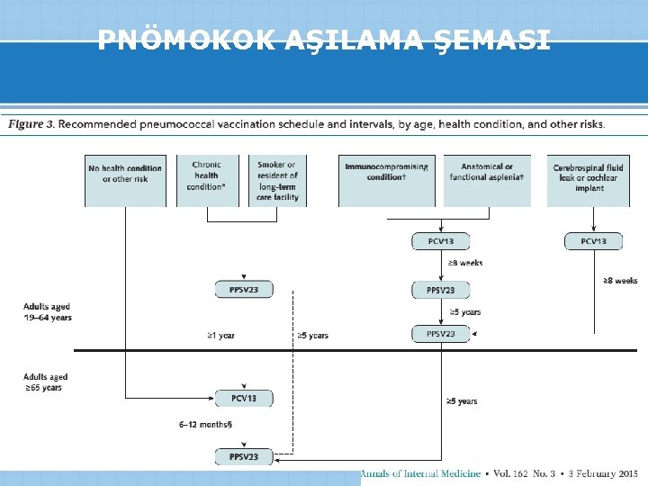 PNÖMOKOK AŞILAMA ŞEMASI 