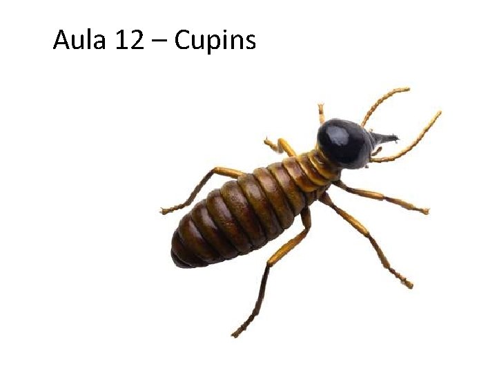Aula 12 Cupins Cenrio CUPINS Cornitermes cumulans e