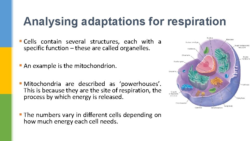 Analysing adaptations for respiration § Cells contain several structures, each with a specific function