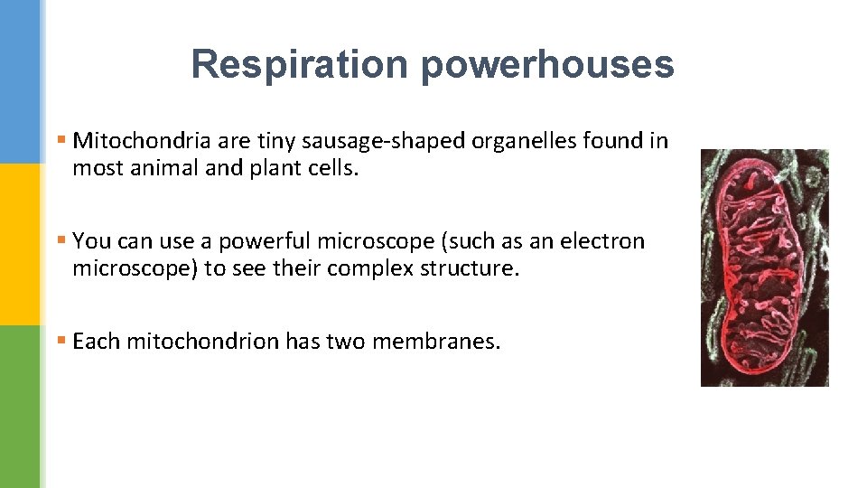 Respiration powerhouses § Mitochondria are tiny sausage-shaped organelles found in most animal and plant