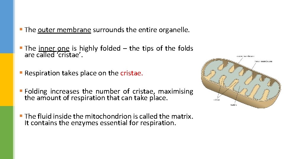 § The outer membrane surrounds the entire organelle. § The inner one is highly