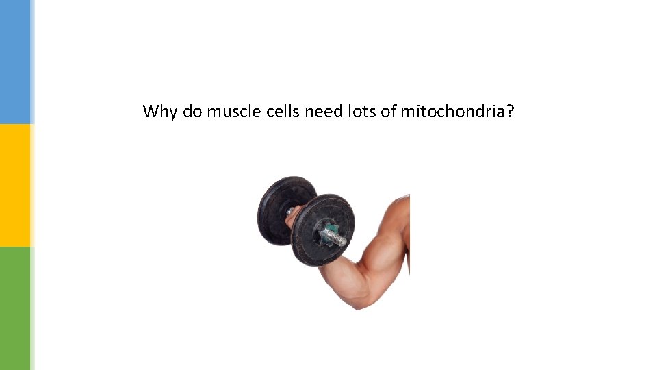 Why do muscle cells need lots of mitochondria? 