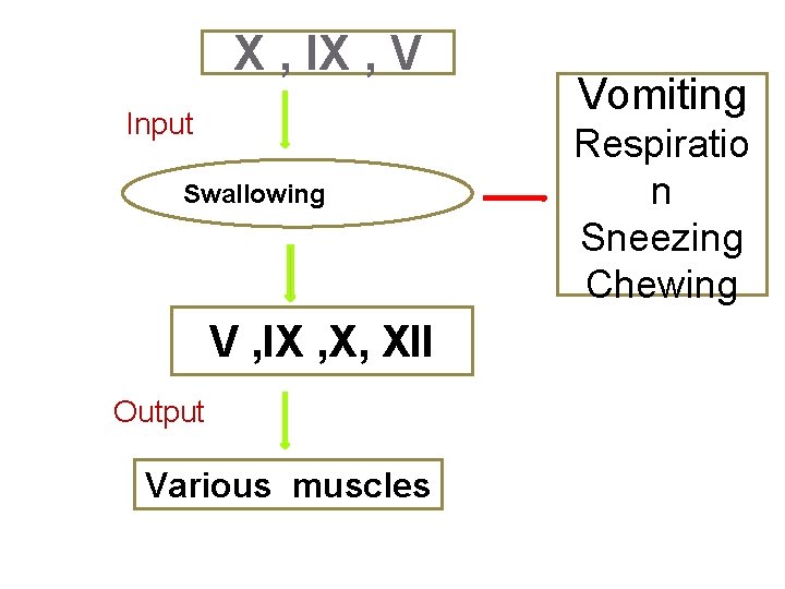 X , IX , V Input Swallowing centre V , IX , X, XII