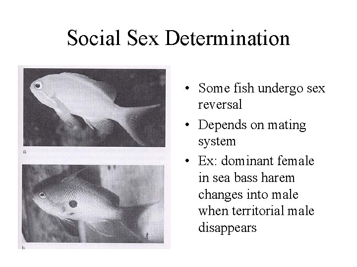 Social Sex Determination • Some fish undergo sex reversal • Depends on mating system